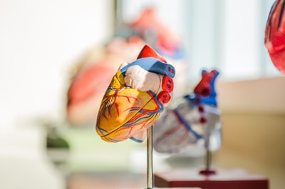 心脏器官图解的选择性聚焦摄影